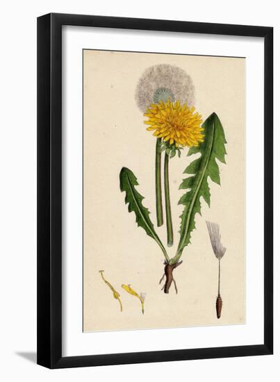 Taraxacum Officinale Var. Genuinum Common Dandelion Var. A-null-Framed Giclee Print