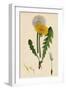 Taraxacum Officinale Var. Genuinum Common Dandelion Var. A-null-Framed Giclee Print