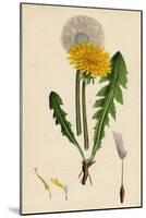 Taraxacum Officinale Var. Genuinum Common Dandelion Var. A-null-Mounted Giclee Print