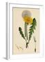 Taraxacum Officinale Var. Genuinum Common Dandelion Var. A-null-Framed Giclee Print