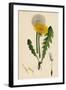 Taraxacum Officinale Var. Genuinum Common Dandelion Var. A-null-Framed Giclee Print