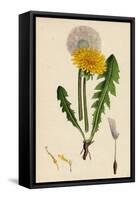 Taraxacum Officinale Var. Genuinum Common Dandelion Var. A-null-Framed Stretched Canvas