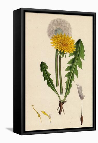 Taraxacum Officinale Var. Genuinum Common Dandelion Var. A-null-Framed Stretched Canvas