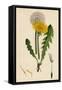 Taraxacum Officinale Var. Genuinum Common Dandelion Var. A-null-Framed Stretched Canvas