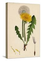 Taraxacum Officinale Var. Genuinum Common Dandelion Var. A-null-Stretched Canvas