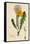 Taraxacum Officinale Var. Genuinum Common Dandelion Var. A-null-Framed Stretched Canvas