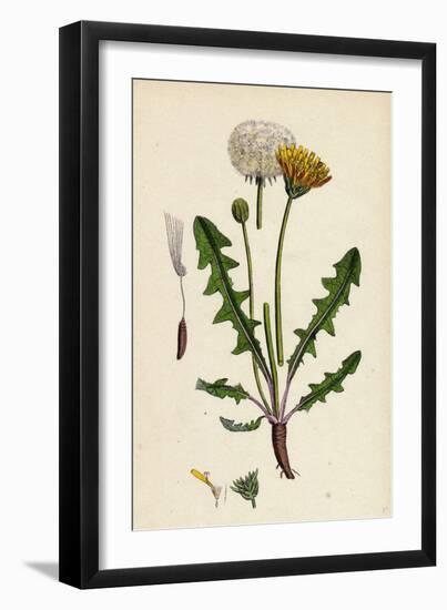 Taraxacum Officinale Var. Palustre Common Dandelion Var. D-null-Framed Giclee Print