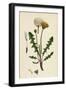 Taraxacum Officinale Var. Palustre Common Dandelion Var. D-null-Framed Giclee Print