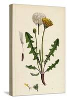 Taraxacum Officinale Var. Palustre Common Dandelion Var. D-null-Stretched Canvas