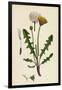 Taraxacum Officinale Var. Palustre Common Dandelion Var. D-null-Framed Giclee Print