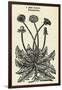 Taraxacum Officinale-John Gerard-Framed Art Print