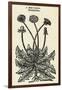 Taraxacum Officinale-John Gerard-Framed Art Print