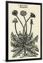 Taraxacum Officinale-John Gerard-Framed Art Print