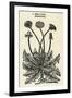 Taraxacum Officinale-John Gerard-Framed Art Print