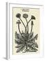 Taraxacum Officinale-John Gerard-Framed Art Print