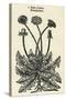 Taraxacum Officinale-John Gerard-Stretched Canvas