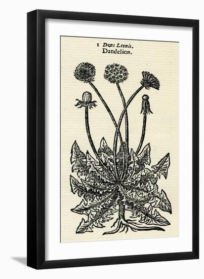 Taraxacum Officinale-John Gerard-Framed Art Print