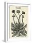 Taraxacum Officinale-John Gerard-Framed Art Print