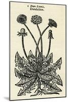 Taraxacum Officinale-John Gerard-Mounted Art Print