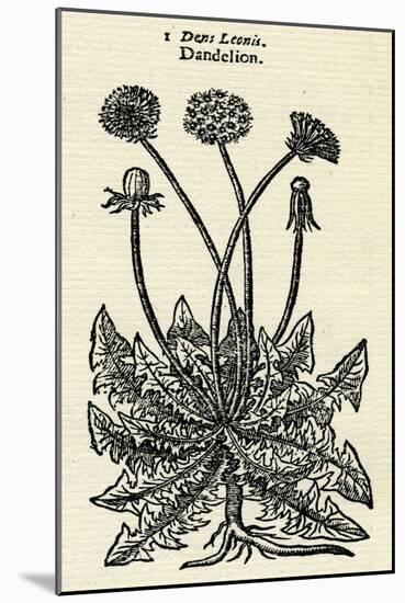 Taraxacum Officinale-John Gerard-Mounted Art Print