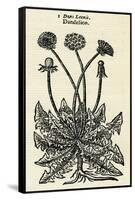 Taraxacum Officinale-John Gerard-Framed Stretched Canvas