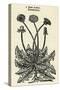 Taraxacum Officinale-John Gerard-Stretched Canvas