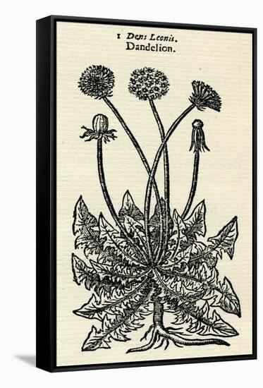 Taraxacum Officinale-John Gerard-Framed Stretched Canvas