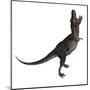 Tarbosaurus Dinosaur Roaring, White Background-Stocktrek Images-Mounted Art Print