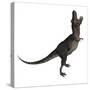 Tarbosaurus Dinosaur Roaring, White Background-Stocktrek Images-Stretched Canvas