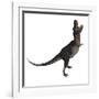 Tarbosaurus Dinosaur Roaring, White Background-Stocktrek Images-Framed Art Print