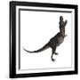 Tarbosaurus Dinosaur Roaring, White Background-Stocktrek Images-Framed Art Print