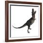 Tarbosaurus Dinosaur Roaring, White Background-Stocktrek Images-Framed Art Print
