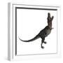 Tarbosaurus Dinosaur Roaring, White Background-Stocktrek Images-Framed Art Print