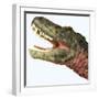 Tarbosaurus Dinosaur Roaring-Stocktrek Images-Framed Art Print