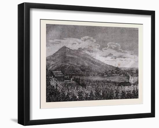 Tarczal Vineyards, Trentino , Italy, 19th Century, Liszt Gourmet Archive-null-Framed Giclee Print