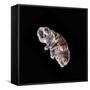 Tardigrade or Water Bear-null-Framed Stretched Canvas