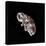 Tardigrade or Water Bear-null-Stretched Canvas