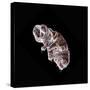 Tardigrade or Water Bear-null-Stretched Canvas