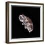 Tardigrade or Water Bear-null-Framed Photographic Print