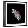 Tardigrade or Water Bear-null-Framed Photographic Print