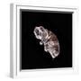Tardigrade or Water Bear-null-Framed Photographic Print
