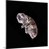 Tardigrade or Water Bear-null-Mounted Photographic Print