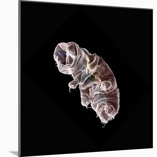 Tardigrade or Water Bear-null-Mounted Photographic Print