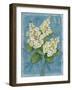 Tardiva Hydrangea-Pamela Gladding-Framed Art Print