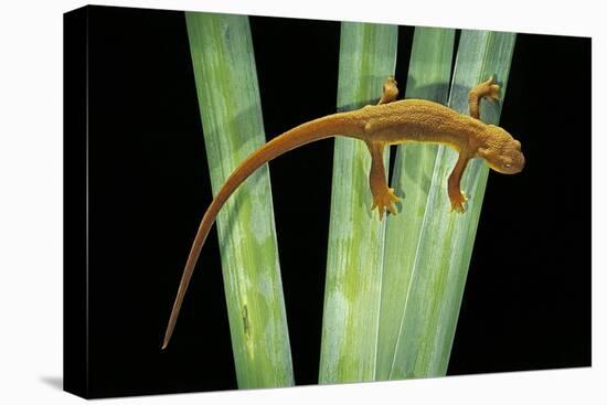 Taricha Granulosa (Rough-Skinned Newt)-Paul Starosta-Stretched Canvas