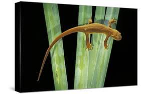 Taricha Granulosa (Rough-Skinned Newt)-Paul Starosta-Stretched Canvas