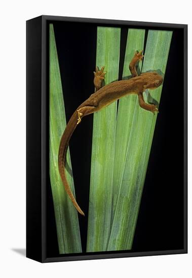 Taricha Granulosa (Rough-Skinned Newt)-Paul Starosta-Framed Stretched Canvas