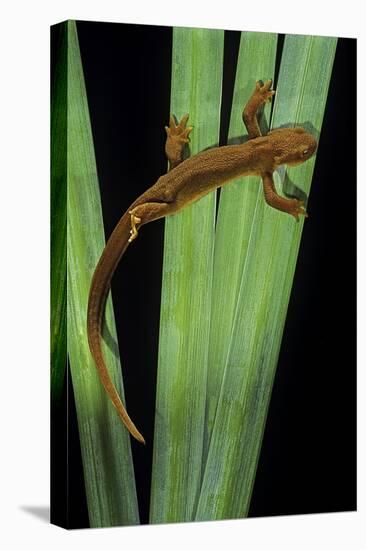 Taricha Granulosa (Rough-Skinned Newt)-Paul Starosta-Stretched Canvas