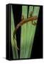 Taricha Granulosa (Rough-Skinned Newt)-Paul Starosta-Framed Stretched Canvas