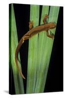 Taricha Granulosa (Rough-Skinned Newt)-Paul Starosta-Stretched Canvas